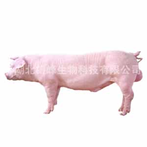 长白公猪