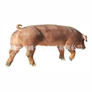 杜洛克母猪