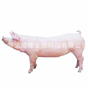大约克母猪